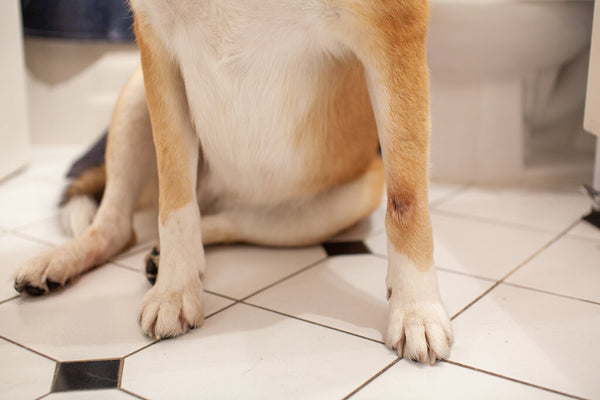 Dog's Back Legs Weak and Shaking: Here's How to Help