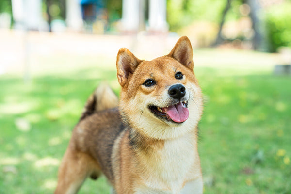 Small asian clearance dog breed