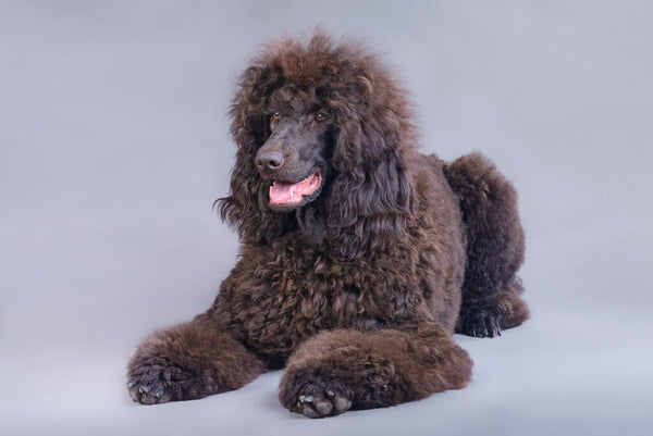 Large black 2024 curly haired dog