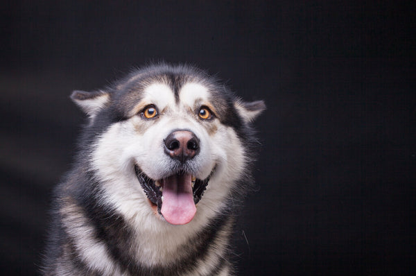 Domestic dogs that look best sale like wolves