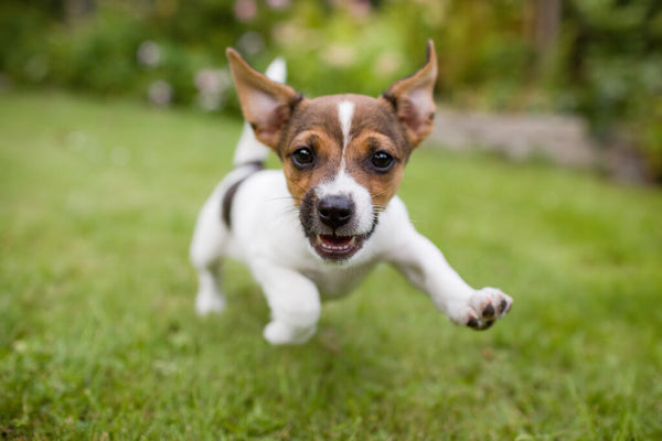 20 Healthiest Dog Breeds