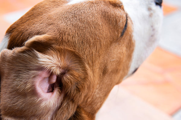 Betadine dog ear store infection