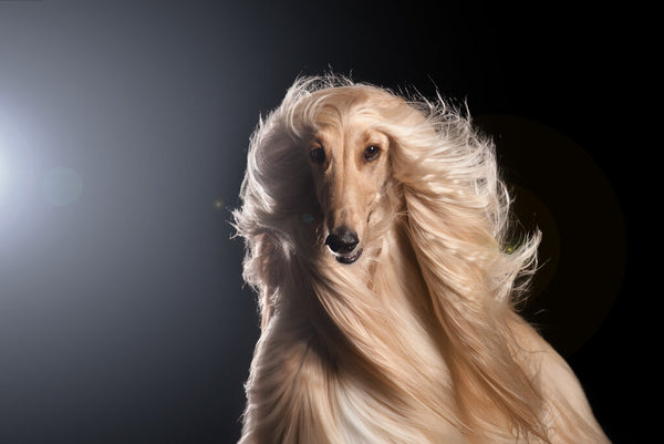 Tall long sale hair dogs