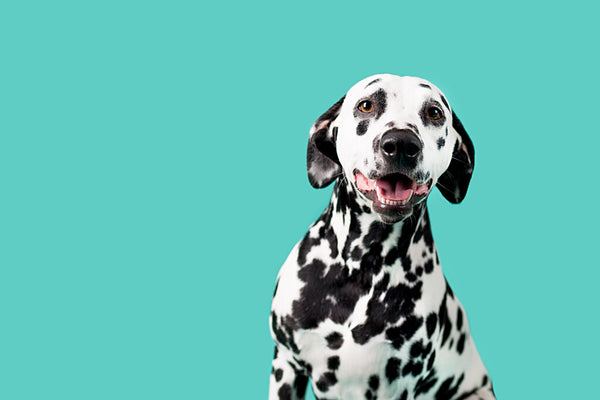 Large spotted deals dog breeds