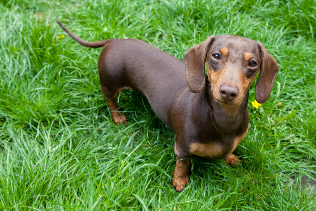 Dachshund Back Problems The Causes and How You Can Help