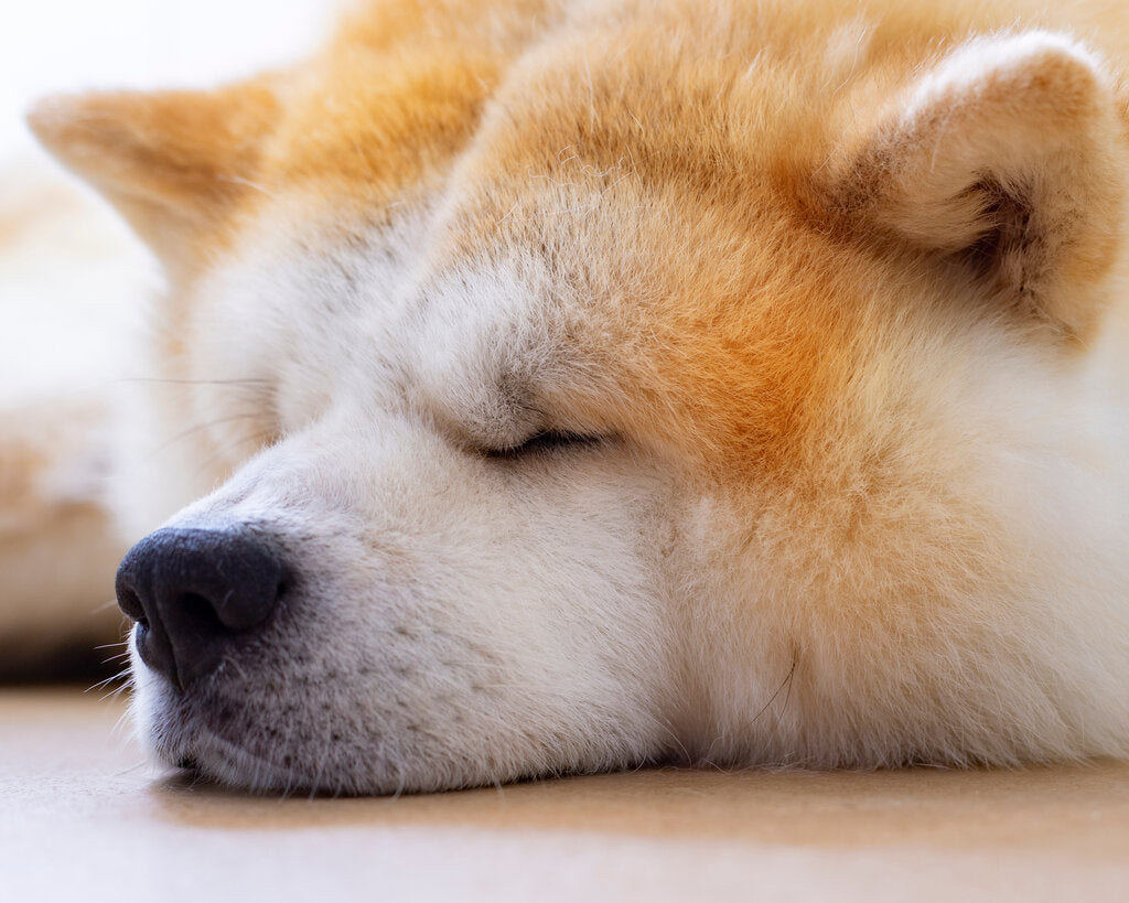 What Large Dog Breeds Have the Cutest Puppies?: Top Cuteness Power Breeds