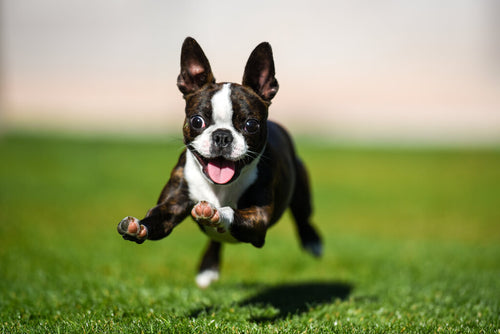 How fast can a rat hot sale terrier run