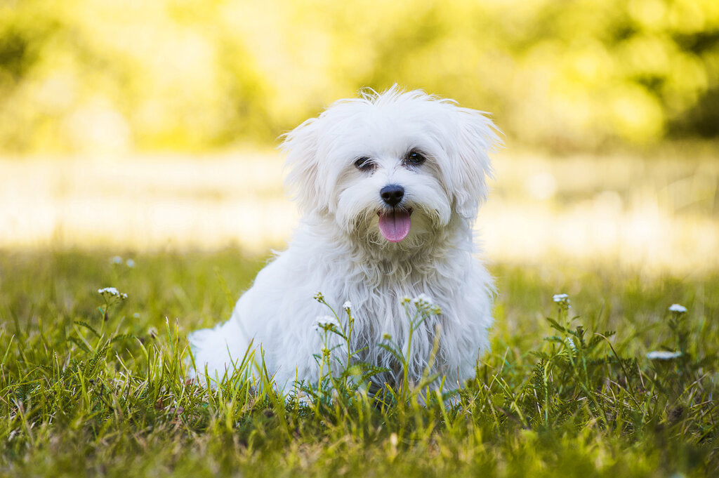 Oldest cheap living bichon