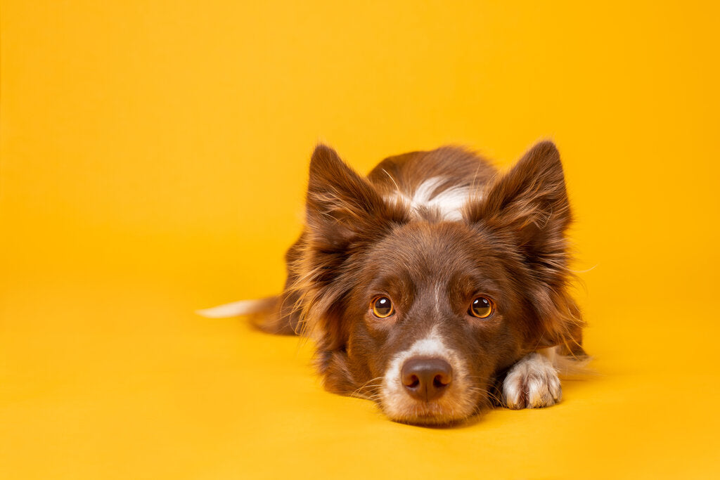 Red Dog Breeds The Best Red Coated Dog Breeds