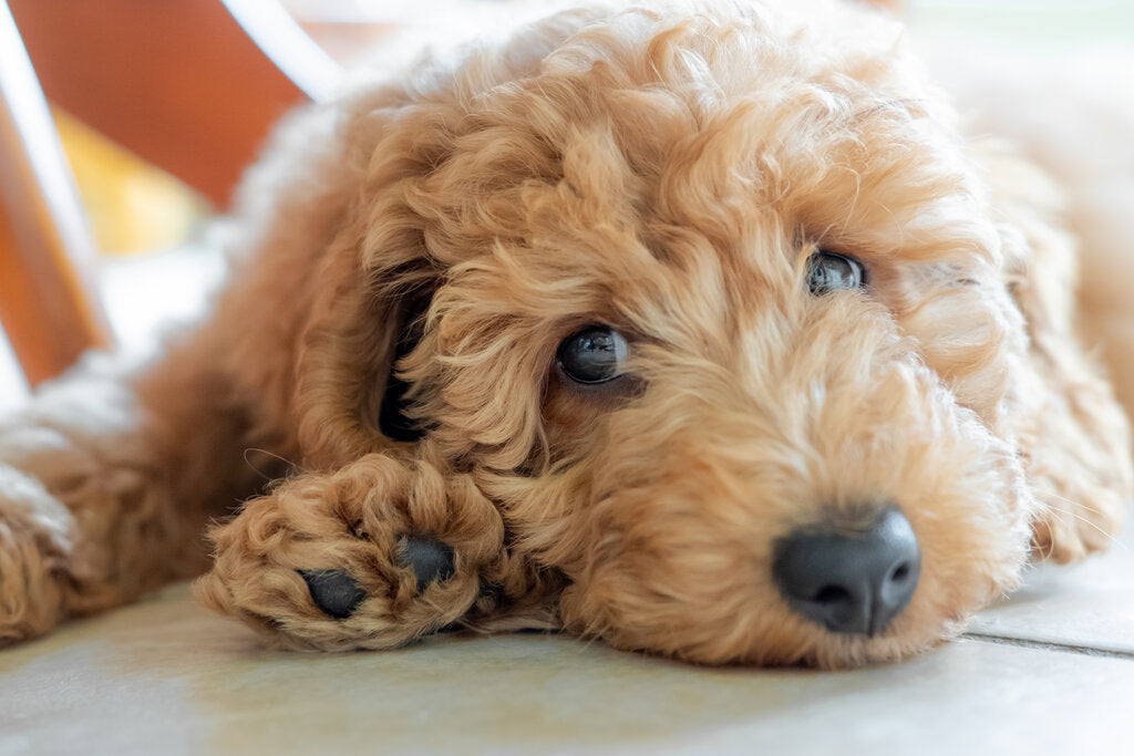 Toy Poodle: Everything to Know About Toy Poodles