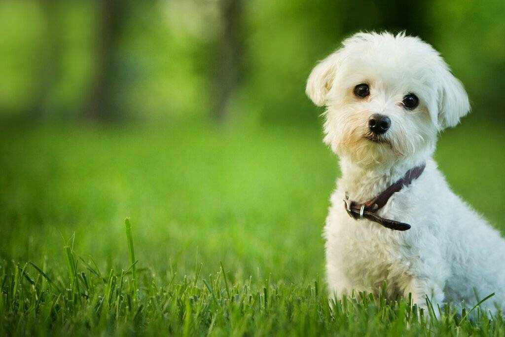 15 Cute Dog Breeds That Stay Small Forever | Nashville Vets