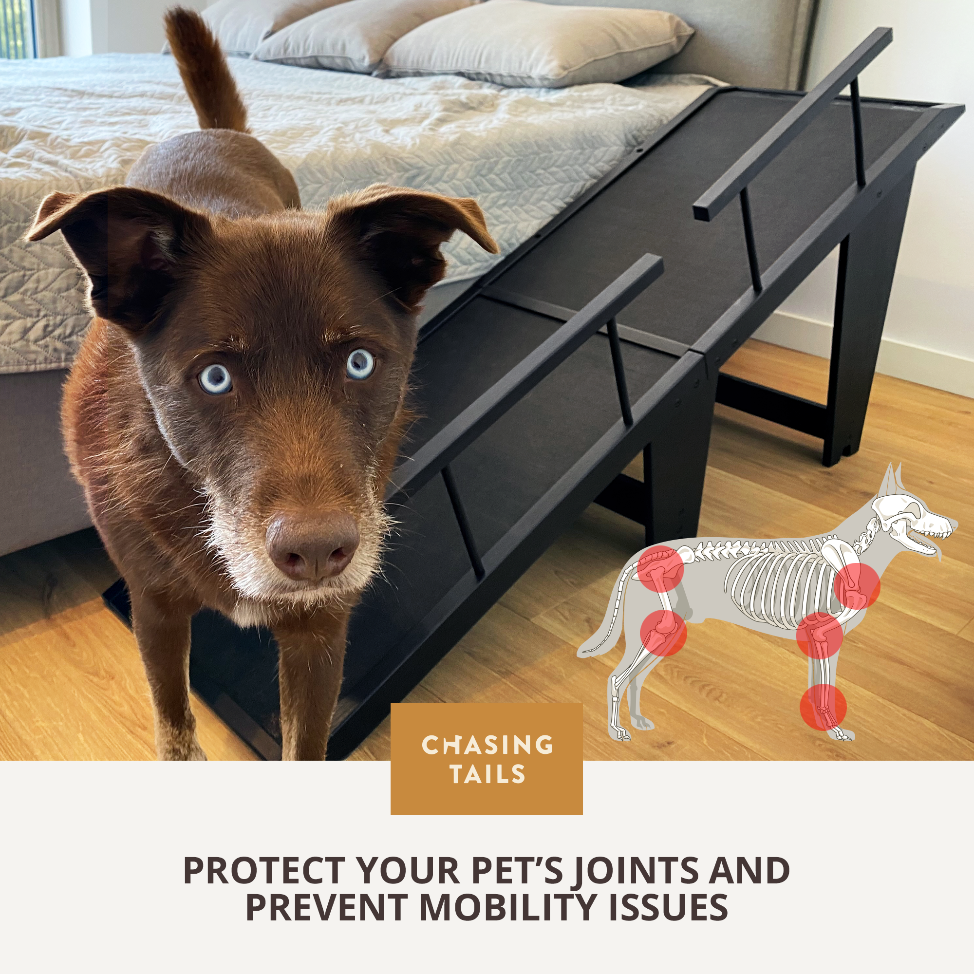 Dog ramps for clearance beds